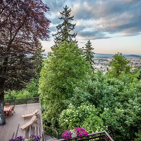 Splendor In The Forest